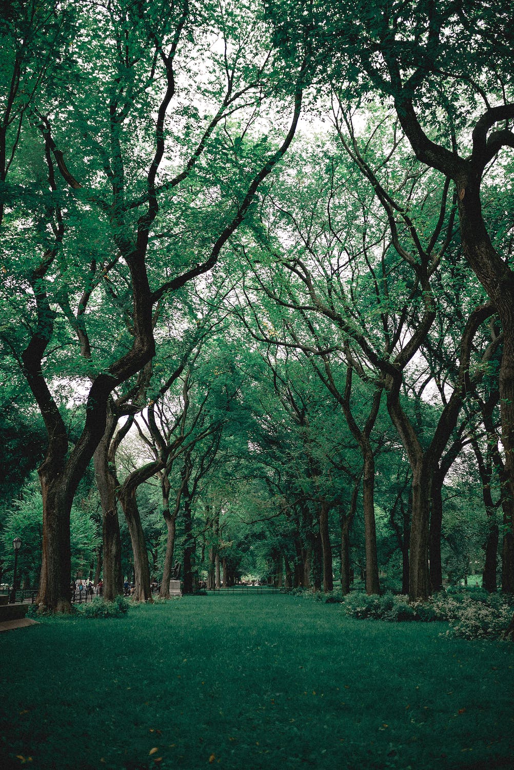 Central Park - A beautiful park in New York